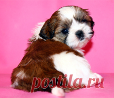 Щенки ши-тцу - Купить щенка ши-тцу Москва - Питомник ши-тцу Москва - щенки ши-тцу