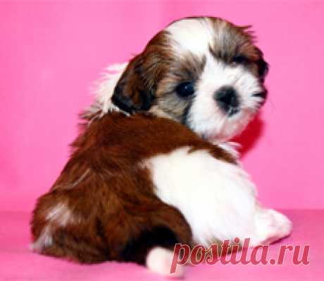Щенки ши-тцу - Купить щенка ши-тцу Москва - Питомник ши-тцу Москва - щенки ши-тцу