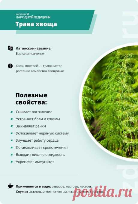 Трава хвоща