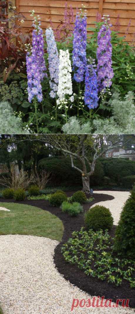 Размножение дельфиниума | Дачный участок