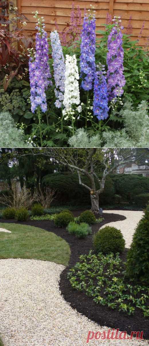 Размножение дельфиниума | Дачный участок