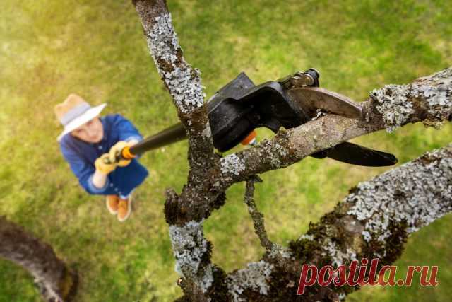 Как омолодить дерево и стоит ли оно того? Пошаговая инструкция — Ботаничка