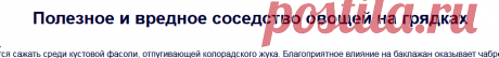 Полезное и вредное соседство овощей на грядках