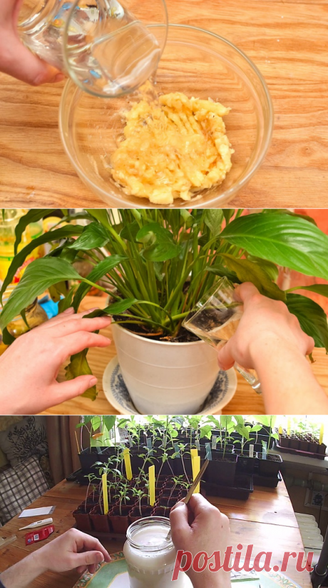 Удобрение из банановой кожуры