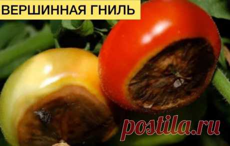 ШПАРГАЛКА ПО БОЛЕЗНЯМ ТОМАТА 
Сохраняйте себе чтоб не потерять 

Определяем по фото основные болезни томатов и эффективно боремся с проблемой.

1. Вершинная гниль
Заболевание не связано с патогенами — вирусами, бактериями или грибами — и потому не заразно, то есть не передается от одного растения к другому.
Вершинная гниль связана с недостатком кальция.

Профилактика и лечение - в период вегетации обработка по листу - брексил кальция или кальциевой селитрой.

2. Кладоспори...