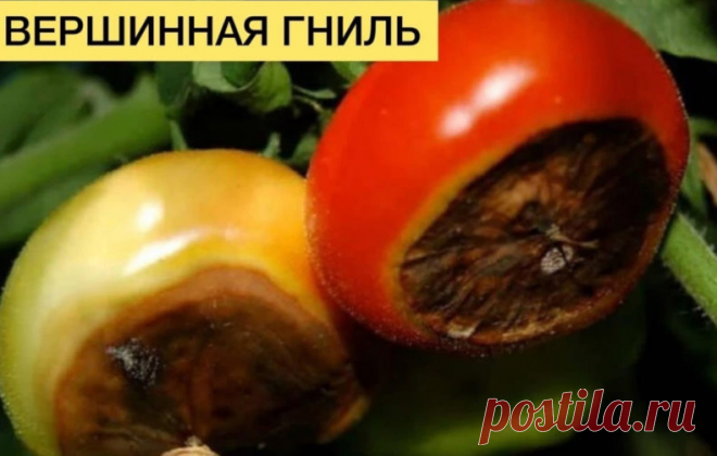 ШПАРГАЛКА ПО БОЛЕЗНЯМ ТОМАТА 
Сохраняйте себе чтоб не потерять 

Определяем по фото основные болезни томатов и эффективно боремся с проблемой.

1. Вершинная гниль
Заболевание не связано с патогенами — вирусами, бактериями или грибами — и потому не заразно, то есть не передается от одного растения к другому.
Вершинная гниль связана с недостатком кальция.

Профилактика и лечение - в период вегетации обработка по листу - брексил кальция или кальциевой селитрой.

2. Кладоспори...