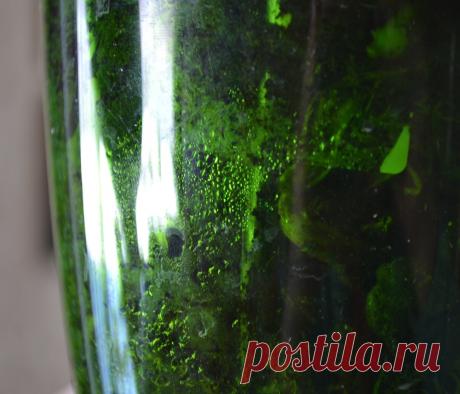 Орхидея фаленопсис | Какой грунт нужен для орхидеи при пересадке