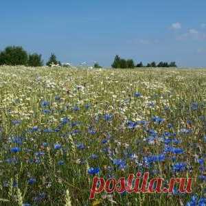 Травяная шкатулка для мужчин