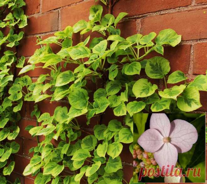 Гортензия черешковая (59 фото): описание вьющейся или плетистой гортензии, посадка и уход за лазящей лианой