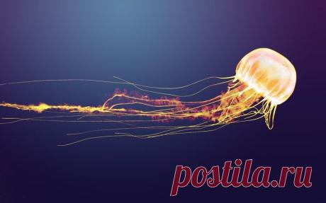 Живая природа