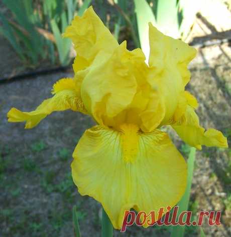 TB Iris germanica 'Gold Formal' (Schortman, 1957)  |  Pinterest: инструмент для поиска и хранения интересных идей