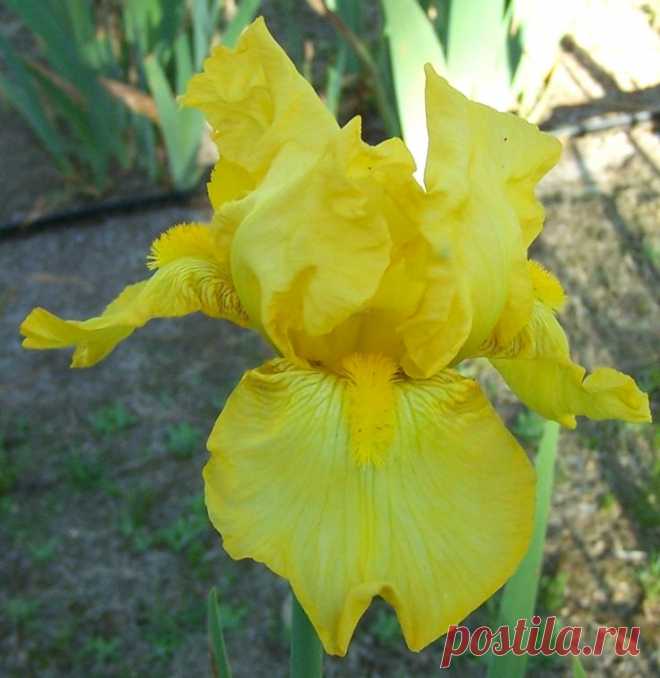 TB Iris germanica 'Gold Formal' (Schortman, 1957)  |  Pinterest: инструмент для поиска и хранения интересных идей