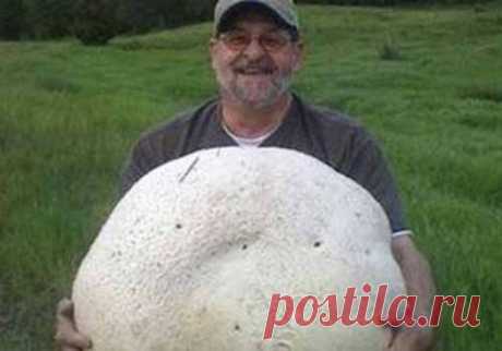 Дождевик гигантский (Calvatia gigantea) / Съедобные грибы, ягоды, травы