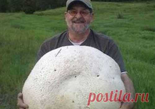 Дождевик гигантский (Calvatia gigantea) / Съедобные грибы, ягоды, травы