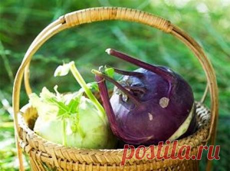 Капуста кольраби: состав, польза и свойства