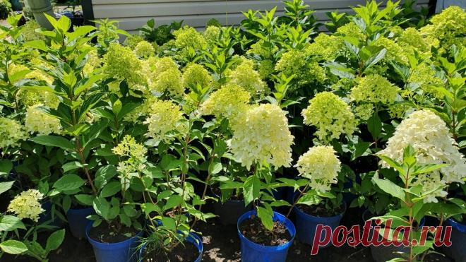 Самый экономичный способ укоренения черенков метельчатой гортензии | Растим цветы шаг за шагом | Яндекс Дзен