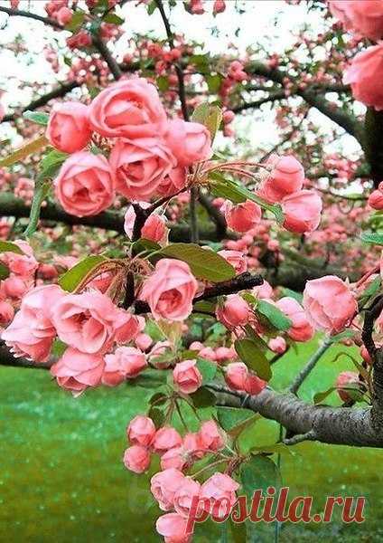 Я вам дарю лазури лепестки,
В цвету деревья...
Лопнувшие почки...
И аромат, и клейкие листки,
На солнце ярком
Радужные точки...
Мимозы шелковистость,
Сок берез.
И берега дарю вам голубые,
Как смех веселый,
Радость майских гроз...
Сироп миндальный...
Ландыши лесные...

Дарю от сердца, как букет весны,
Мгновения, которым нет цены !!!

= Флориан Клери...