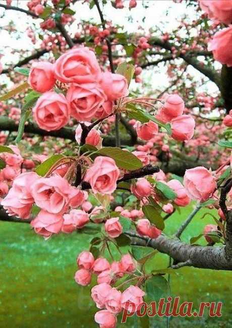 Я вам дарю лазури лепестки,
В цвету деревья...
Лопнувшие почки...
И аромат, и клейкие листки,
На солнце ярком
Радужные точки...
Мимозы шелковистость,
Сок берез.
И берега дарю вам голубые,
Как смех веселый,
Радость майских гроз...
Сироп миндальный...
Ландыши лесные...

Дарю от сердца, как букет весны,
Мгновения, которым нет цены !!!

= Флориан Клери...