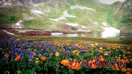 flower-meadow.jpg (1920×1080)