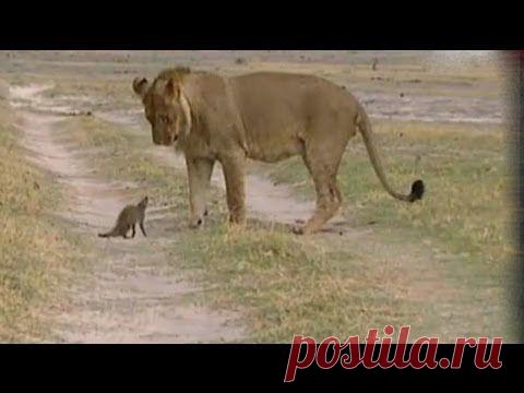 Мангуст против льва. Схватка крошечного зверька и огромного льва / Мангуст Победитель - Редкие кадры