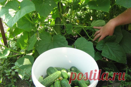 сад-огород, ландшафтный дизайн | Записи в рубрике сад-огород, ландшафтный дизайн | Дневник Ollybeading