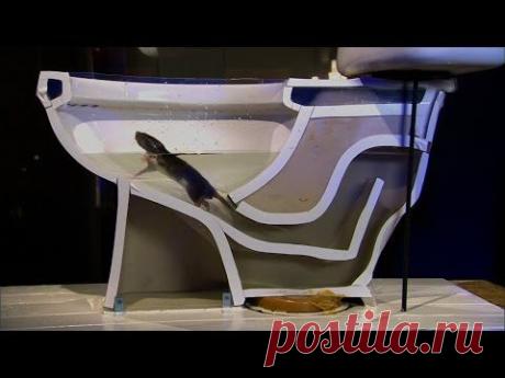 See How Easily a Rat Can Wriggle Up Your Toilet