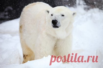 Два белых медведя растерзали рабочего арктической станции