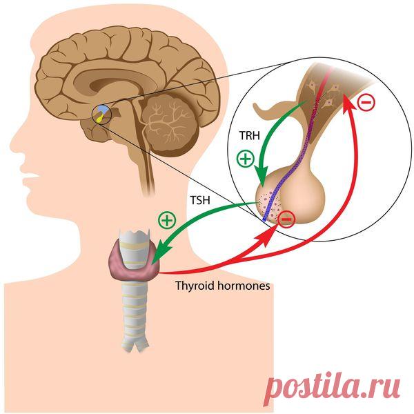 Гипотиреоз: причины, симптомы и лечение в статье терапевта Курашова О. Н.