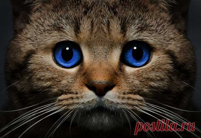 Именно от кошки зависит ваше благополучие! Не удивляйтесь, это правда! У большинства людей кошки вызывают исключительно приятные эмоции. Но некоторые испытывают к ним открытую неприязнь: коты их раздражают и нервируют, а иногда даже пробуждают ненависть к этим прекрасным пушистикам. На это можно сказать: «А что