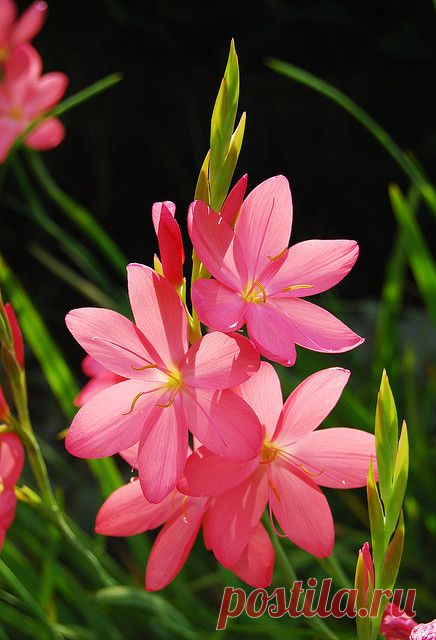 Schizostylis coccinea by Keartona | Flowers