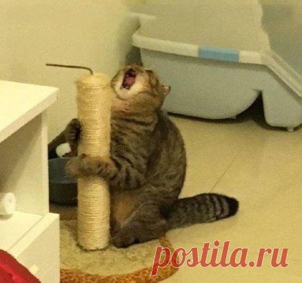 Владимирский централ, котик серенький, 
комочек милоты, носик беленький, 
лежит на сердце тяжкий кот.