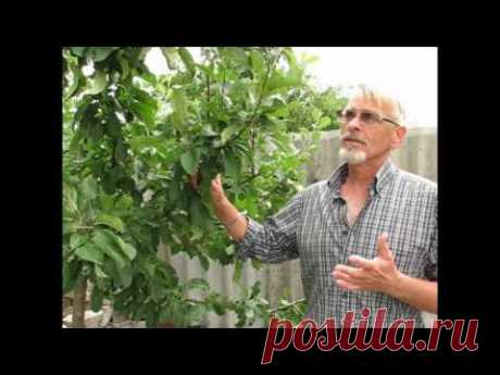 Много полезного в моём блоге "Сад. Ежедневный уход" https://www.facebook.com/careofgarden/ Продвижение Вашего канала на YouTube https://join.air.io/igorbilevich