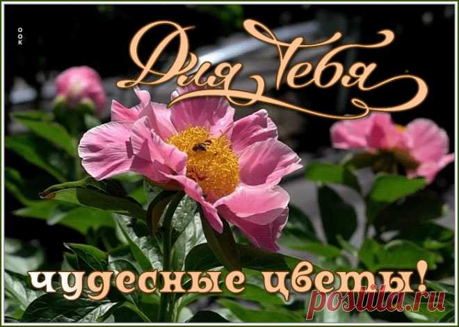 Открытка чудесные пионы для тебя