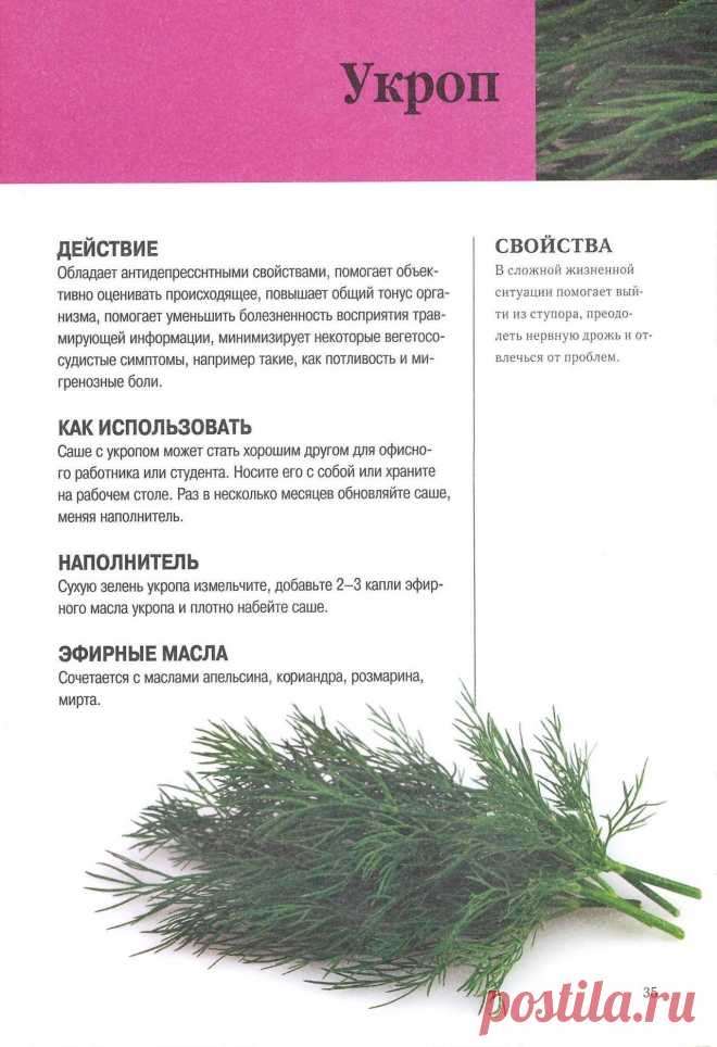 Укроп