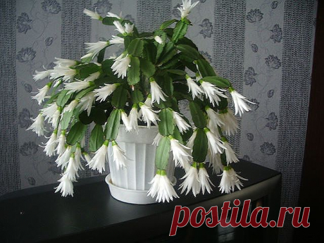 Одноклассники
