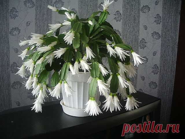 Одноклассники