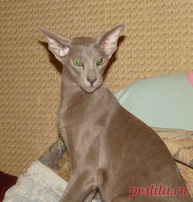 Lilu Taffy Sahmet of del Iris -ORI c (lilac)-мамочка котят!