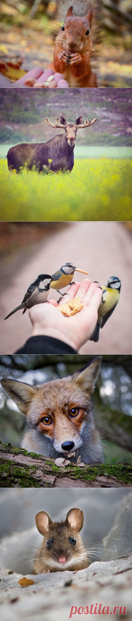 Прекрасные фотографии диких животных от заклинателя белок и не только
