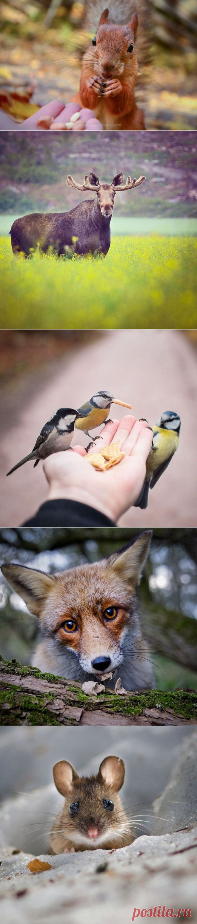 Прекрасные фотографии диких животных от заклинателя белок и не только