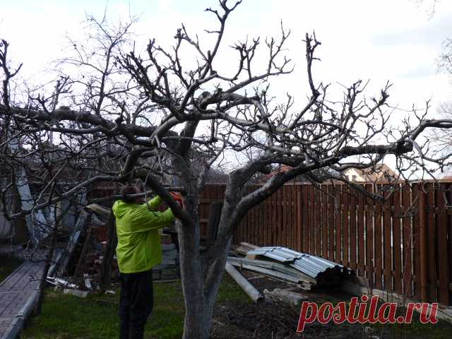 Весенняя обрезка старых яблонь — 6 соток