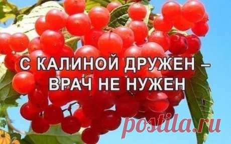 КАЛИНА ОТ ВСЕГО
ЦЕЛЕБНЫЕ свойства КАЛИНЫ: простые рецепты.
Калина - одна из самых ПОЛЕЗНЫХ ягод в природе. 
В калине всё ЦЕЛЕБНО: кора, веточки, цветы, ягоды и сушёные косточки. 
Наши предки о лечебных свойствах калины, знали, что ее ягоды улучшают работу сердца, обладают успокаивающим действием.
Витамина С в калине в 1, 5 раза больше чем в лимоне. В ней есть железо, селен, йод, каротин, фосфор.
С мёдом калину назначали при простудных заболеваниях.
Чай из калины пили при гнойничковых заболев