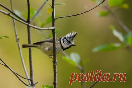 Хохлатая синица хвастается модным ирокезом. Автор фото – Сергей Задумкин: nat-geo.ru/photo/user/298902/ А кого ещё среди пернатых можно назвать панками, как думаете?