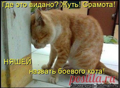 Без кота и жизнь не та