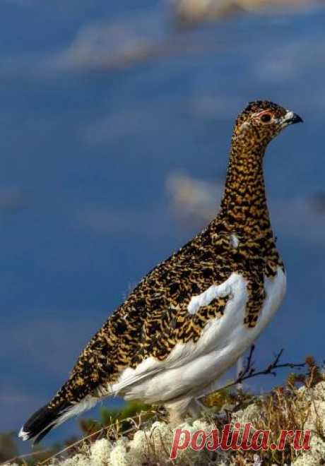flying of birds Source :flying of birds