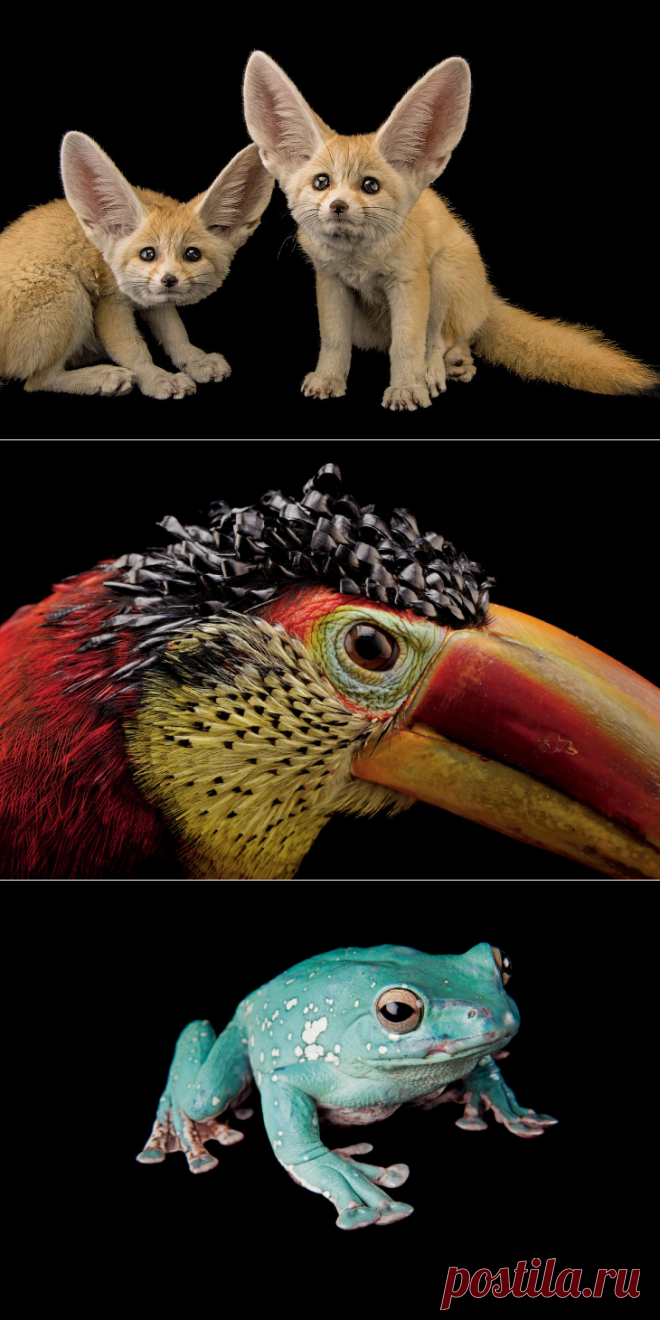 Фото Ковчег