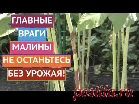 НЕ ПРОПУСТИТЕ! ИЗ-ЗА НИХ ВЫ МОЖЕТЕ ОСТАТЬСЯ БЕЗ УРОЖАЯ МАЛИНЫ!