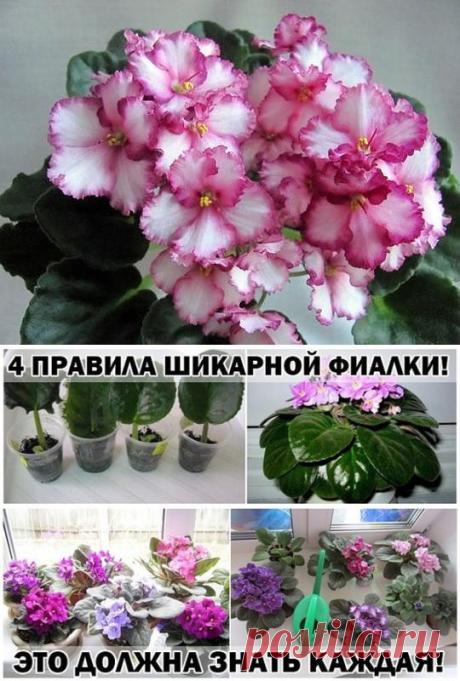 ПРАВИЛА ШИКАРНОЙ ФИАЛКИ!