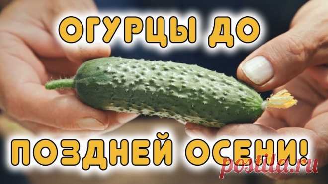 В этом выпуске Василий Блокин-Мечталин, директор агрофирмы 