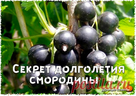 Секрет долголетия смородины

У многих садоводов черная смородина хорошо растет и обильно плодоносит более 10 лет. Секрет долголетия — в омолаживающей обрезке и тщательном уходе.

Посадка
Посадочные ямы размером 50x50 см основательно заправляют. В каждую вносят 2-3 ведра перегноя, 1 л золы и по 1 спичечному коробку суперфосфата и хлористого калия. Все хорошо перемешивают с верхним плодородным слоем почвы. Саженцы присыпают на 10 см от верхнего корешка, чтобы в будущем из сп...