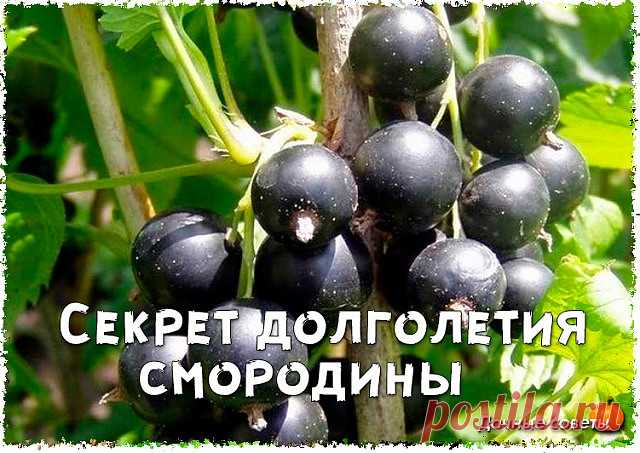 Секрет долголетия смородины

У многих садоводов черная смородина хорошо растет и обильно плодоносит более 10 лет. Секрет долголетия — в омолаживающей обрезке и тщательном уходе.

Посадка
Посадочные ямы размером 50x50 см основательно заправляют. В каждую вносят 2-3 ведра перегноя, 1 л золы и по 1 спичечному коробку суперфосфата и хлористого калия. Все хорошо перемешивают с верхним плодородным слоем почвы. Саженцы присыпают на 10 см от верхнего корешка, чтобы в будущем из сп...